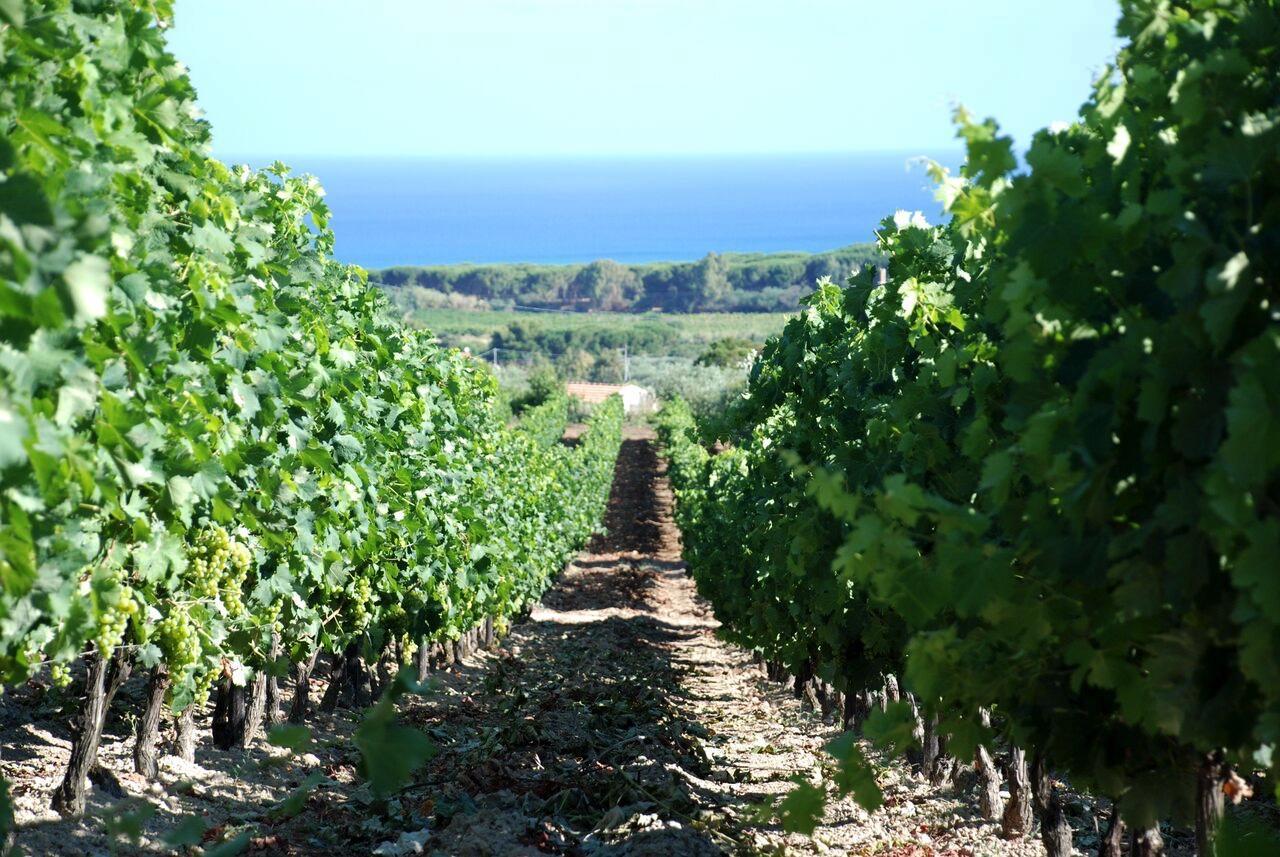 Serra Niedda Resort & Agriturismo 소르소 외부 사진