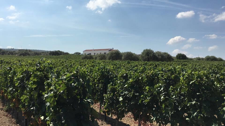 Serra Niedda Resort & Agriturismo 소르소 외부 사진